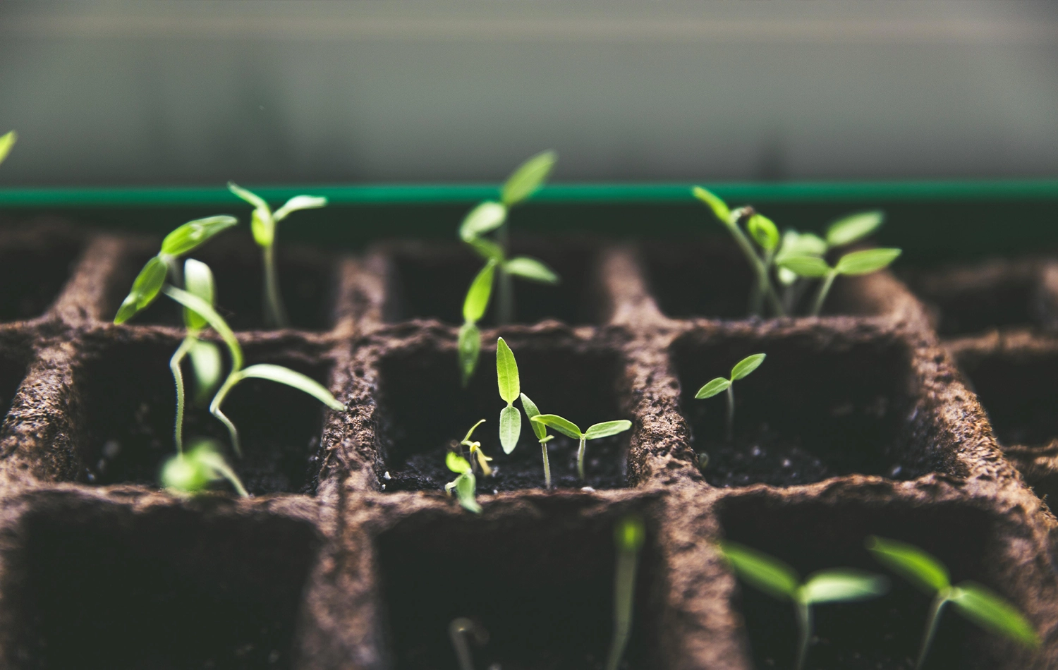 about-page-growing