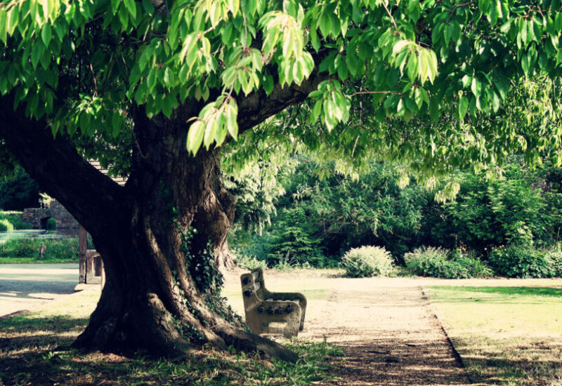 cherry-and-bench-03