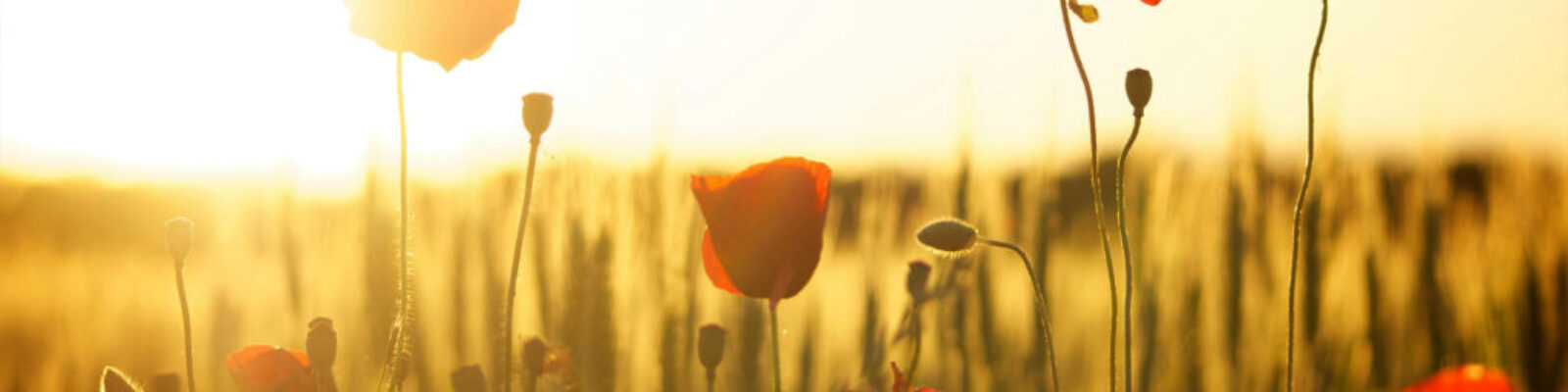 blog-an-unknown-soldier