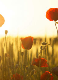 blog-an-unknown-soldier