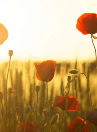 blog-an-unknown-soldier