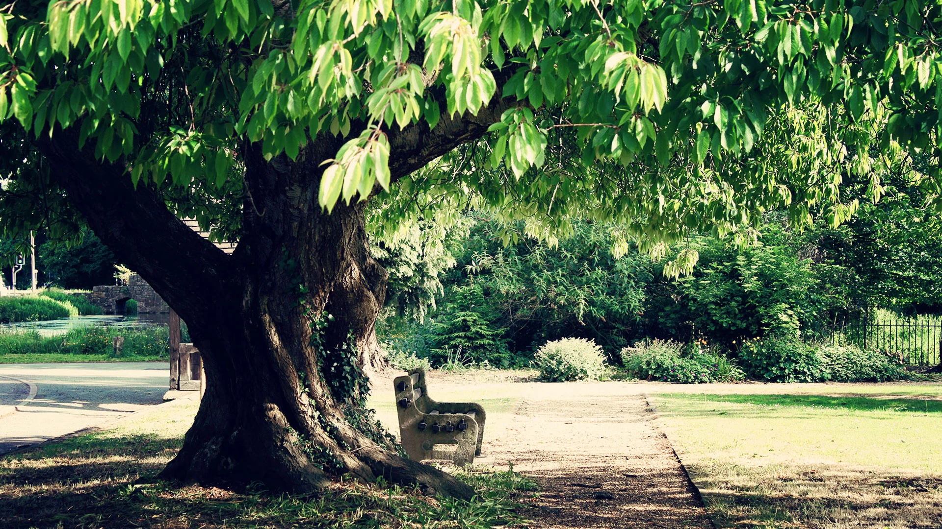 cherry-and-bench-04